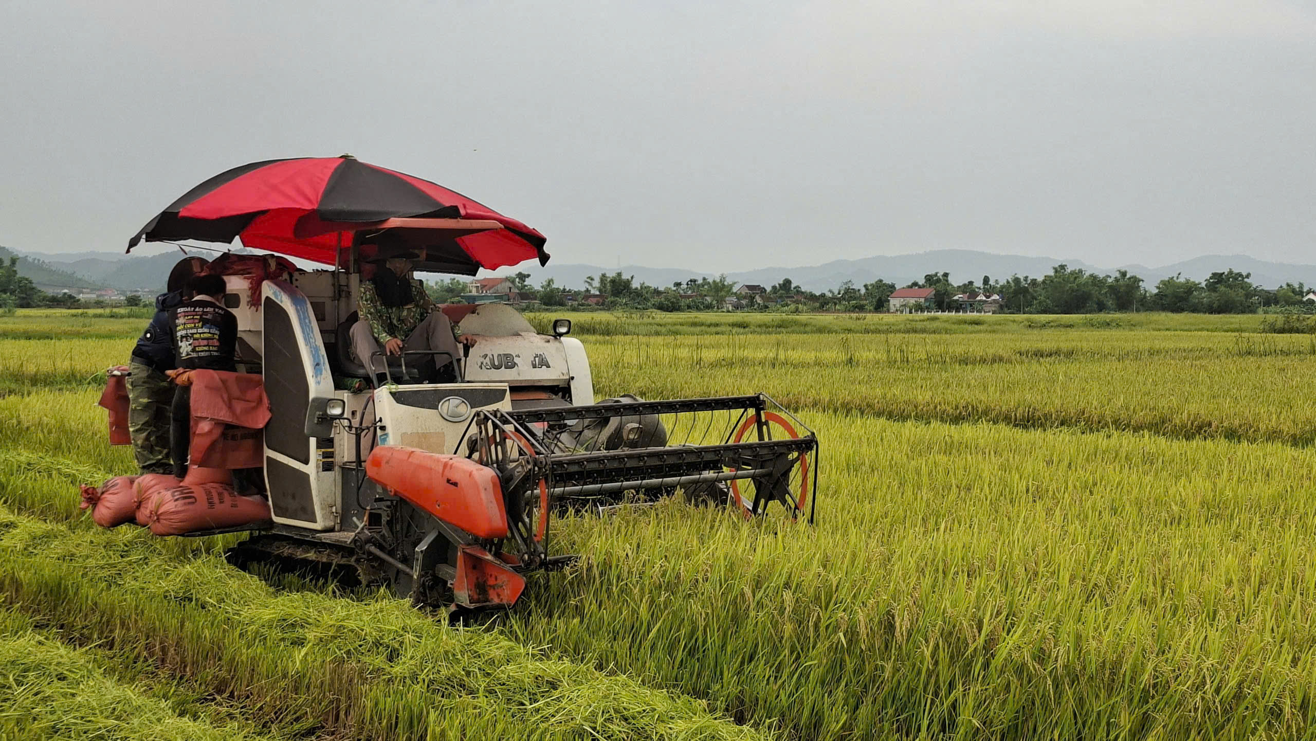 BÀ CON NHÂN DÂN XÃ ĐỒNG LỘC RA ĐỒNG THU HOẠCH LÚA VỤ XUÂN