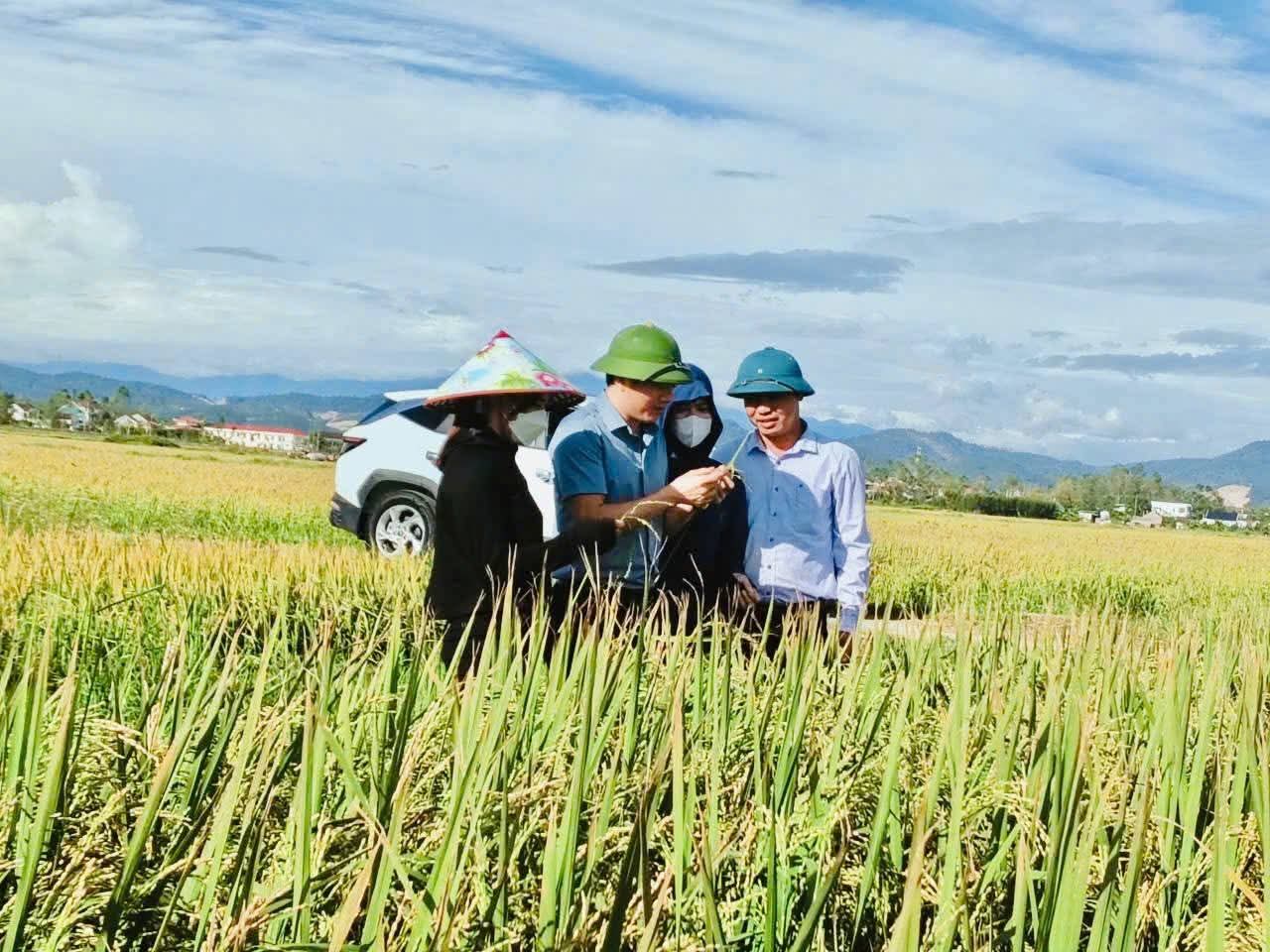 Lãnh đạo xã Đồng Lộc kiểm tra, thăm đồng, đánh giá năng suất lúa Hè thu năm 2025