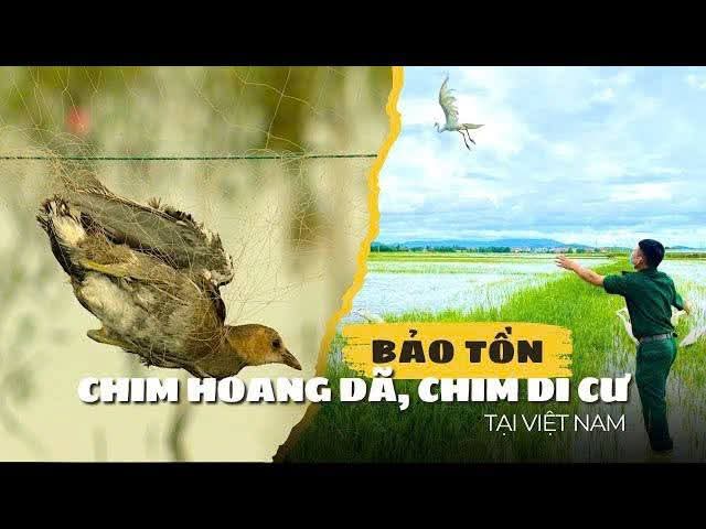 Hãy bảo vệ môi trường, giữ gìn cân bằng sinh thái